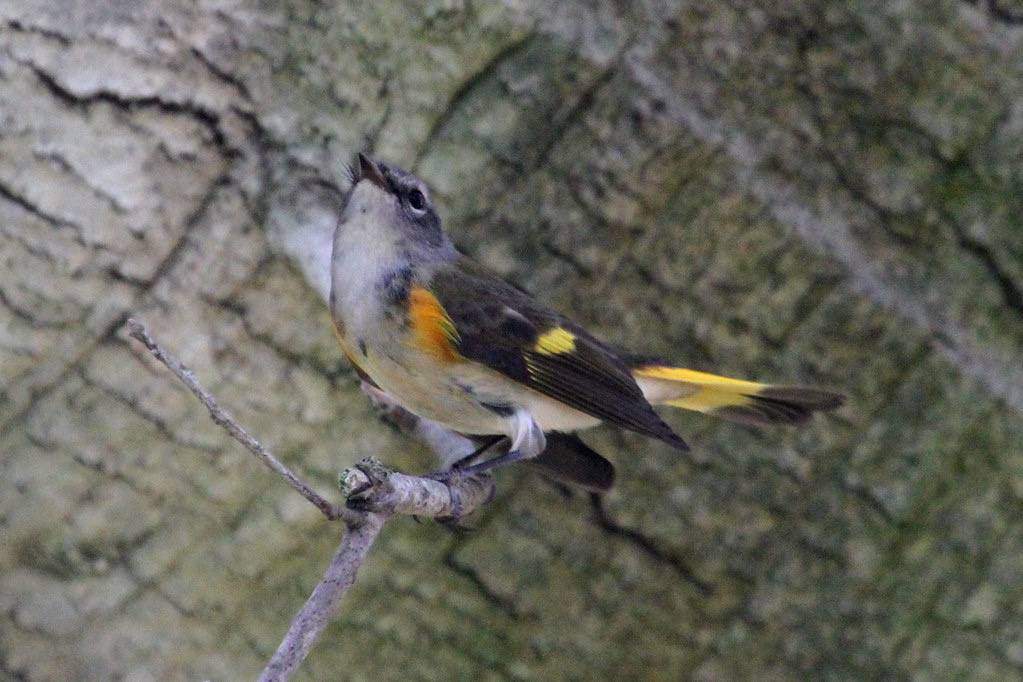 American Redstart (Setophaga ruticilla) by almiyi is licensed under CC BY-NC 2.0